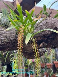 Image result for Liparis