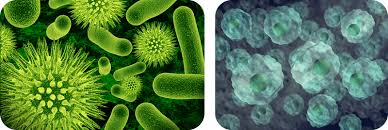 Oct 19, 2020 · therefore, not every animal cell has all types of organelles, but in general, animal cells do contain most (if not all) of the following organelles. Two Types Of Cells Advanced Ck 12 Foundation