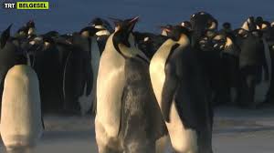 Rt Trtbelgesel Penguenler Surudeki Casus 21 40 Klas Bir Smokinliye Bu Tatli Atismalar Sizce De Cok Yakismiyor Mu Trt Penguins Penguins Funny Animals