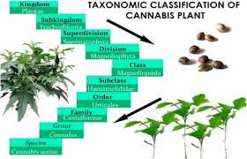Image result for Cannabaceae
