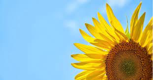 Sunflower Gif With Good Morning Wishes Animated Text Gif Images Good Morning Wishes Text Animation Morning Wish