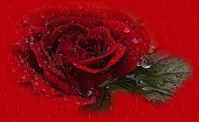 Rosa damascena flower water, gluconolactone, calcium gluconate and sodium benzoate. Rose In The Rain Gif On Imgur