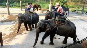Les touristes en visite prennent le titre de cornac bénévole d'un jour. 2017 Mars Balade A Dos D Elephant Chiangmai Thailande Youtube