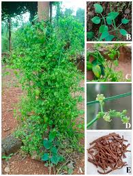 Image result for Rubia cordifolia