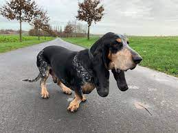basset bleu de gascogne dessin de chien chiot dessin sanglier