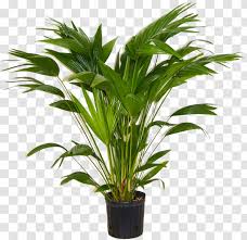 1 parlor palm in a 4 inch pot with care guide. Areca Palm Houseplant Indoor Plants Livistona Chinensis Transparent Png