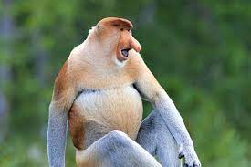 Der nasenaffe, nasalis larvatus lebt in borneo.: Nasenaffen Im Labuk Bay Proboscis Monkey Sanctuary Abenteuer Borneo De