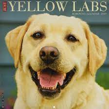 See more ideas about puppies, dogs, cute animals. Just Yellow Labs 2019 Wall Calendar Dog Breed Calendar Willow Creek Press Amazon De Bucher