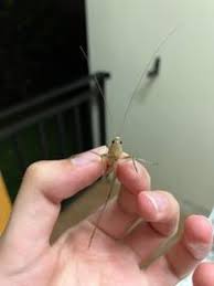 Image result for Ruspolia sp. no. 1 (Biegel 5407)