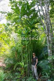 Image result for Dysphania procera