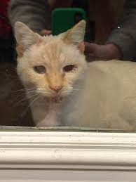 Found a beautiful albino cat in Tyler Woods