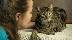 She will create a color flyer for you to post as instructed. The Pet Issue 2018 Nashville Cats