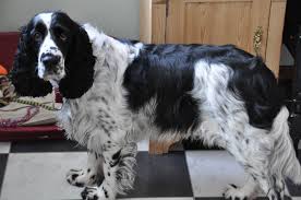 Black And White Working English Springer Spaniel English Springer Spaniel English Springer Spaniel