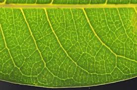 Image result for Antidesma venosum