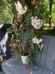 Begonia Maculata Expert Care Tips And Growing Guide Begonia Maculata Begonia Hanging Plants Indoor