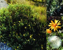 Image result for Hertia