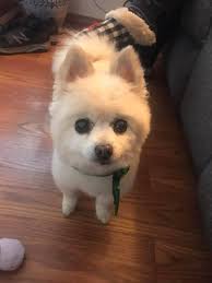 Our dog was found by an amazing lady names crystal. Thank you!!!