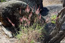 Image result for Melinis minutiflora