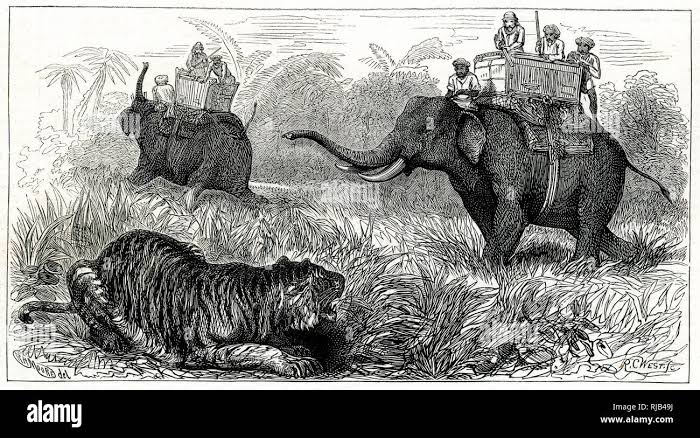 Tiger Hunt or Hunters Hunting Tigers from Elephants in British Colonial India. Vintage Illustration or Engraving 1883 Stock Photo - Alamy