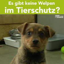 Win ist ein welpe von maggie und ist der einzige junge im wurf. Tiere Suchen Ein Zuhause Welpen Im Tierschutz Facebook