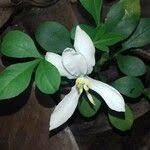 Image result for Turraea obtusifolia