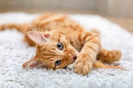 ‪Lion at Heart: Understanding the Domestic Cat | Schertz Animal Hospital‬‏