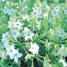 Image result for Nicotiana