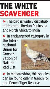 An egyptian vulture has been seen in the uk for the first time in what is believed to be more than 150 years. In A First Egyptian Vulture Recorded In Pandharkawda Nagpur News Times Of India