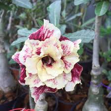 Image result for Adenium swazicum