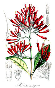 Image result for Belonophora coffeoides