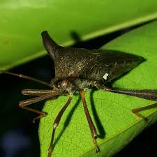 Black Book Winds Of Change Bug Walang Sangit Serangga