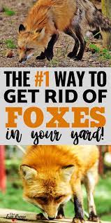 The Number 1 Way To Get Rid Of Foxes For Good Chickens Backyard Pet Chickens Raising Chickens