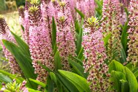 Image result for Eucomis autumnalis