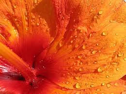 Image result for Hibiscus reekmansii