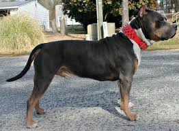 Jul 11, 2017 · tessa. American Pit Bull Terrier Dog Breed Pictures 5
