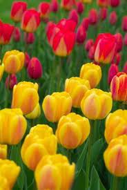 Maybe you would like to learn more about one of these? How To Plant Tulips In Florida Hunker Planting Tulips Flowers Perennials When To Plant Tulips