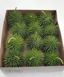 Image result for Cucumis hirsutus