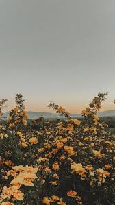 In Loveee Yellow Flower Wallpaper Nature Wallpaper Aesthetic Wallpapers
