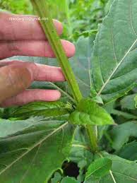 Image result for Rotheca aurantiaca