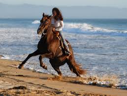 Rocky Mountain Horse First Time On The Beach Was Scared Of The Waves Eventing Horses Beautiful Horses Horses