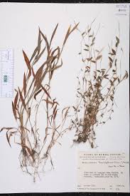 Image result for Arthraxon lancifolius