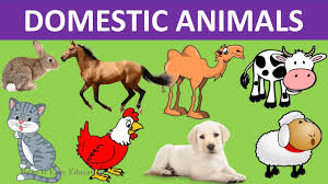 2,388 free images of cartoon animals. Domestic Animals Pet Animals Farm Animals Care For Animals Science Video For Kids Youtube
