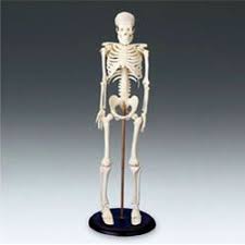 How To Make A Skeleton Model Out Of Clay Skeleton Anatomy Model Skeleton Anatomy Anatomy Models Skeleton Model