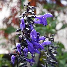 While a bouquet of fresh flowers is always a treat, why not shopping for plants online can be difficult, but we make it easy with our top customer service and same day shipping send dried flowers throughout australia flowersacrossaustralia.com.au. Salvia Black Bloom 14cm Cottage Garden Garden World