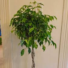 Image result for Ficus