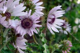 Image result for Berkheya