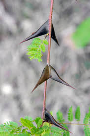 Image result for Acacia cornigera