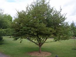 We did not find results for: Styrax Japonicus Japanese Snowbell Japanese Styrax Silver Bells North Carolina Extension Gardener Plant Toolbox