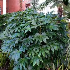 New users enjoy 60% off. Japanese Aralia Plant Fatsia Japonica For Sale Brighterblooms Com