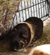 I want to hire petting zoos in concord, nh. Pin On Cute Piggies